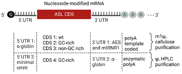 Schematic of four optimized ASL mRNA constructs CDS1-CDS4
