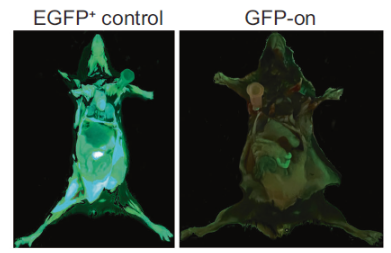 GFP-on “green mouse” model for interrogation of in vivo gene editing ...