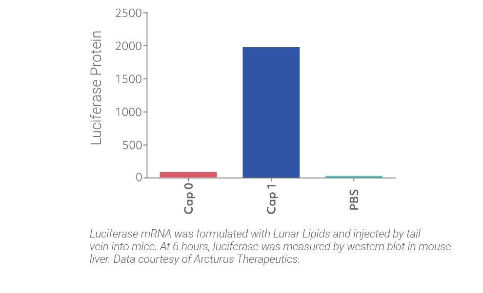 Luciferase mRNA Luciferase
