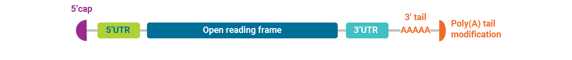 Custom_RNA_synthesis_with_Poly_A_tail_modification_0425_121x1150