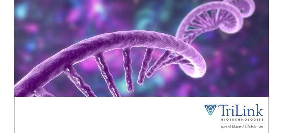 CleanCap M6 inhibits decapping of exogenously delivered IVT mRNA 