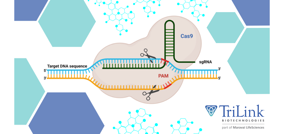 TL The Promise of Base Editing: Potential Applications in Science and Medicine