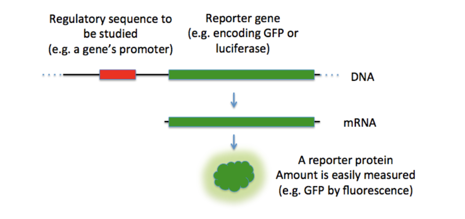 Applying CleanCap® mRNA: 4 Example Studies