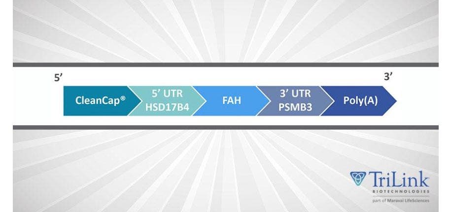 mRNA-based Therapy for Hereditary Tyrosinemia Type 1