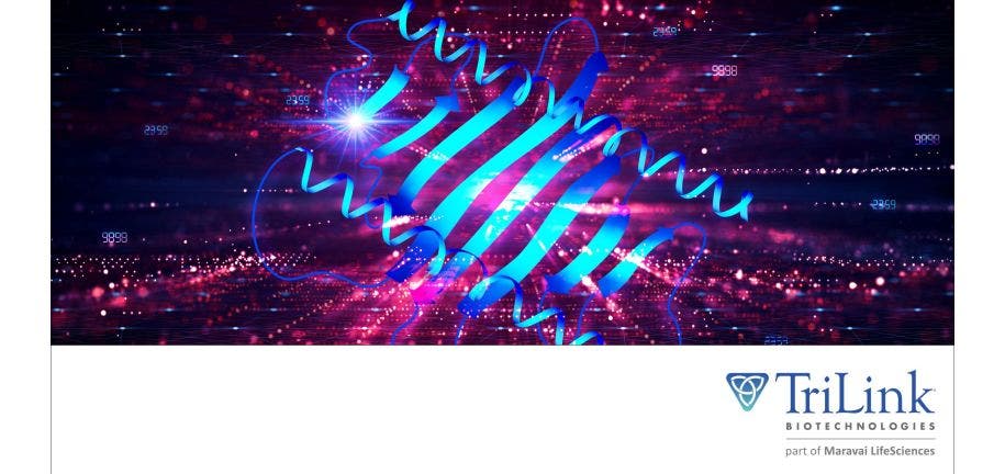 Protein folding drives rapid evolutionary change in trait correlations of single proteins