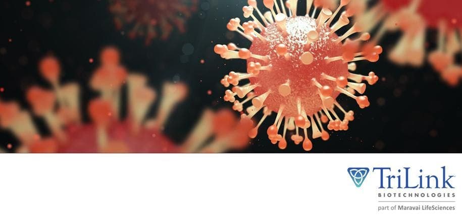 TL Universal Flu Vaccine—Multivalent mRNA Vaccine for All Known Seasonal Influenza Viruses
