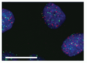 Immunofluorescence for BG4