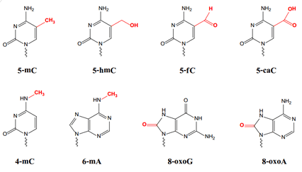 Molecular structures and abbreviations for modified bases directly identifiable by SMRT sequencing (taken from PacBio white paper).
