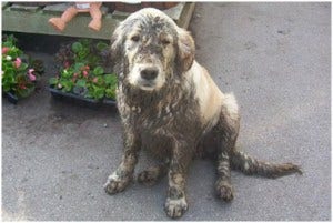Your dirty dog? (Bing Images)
