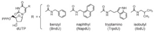 Modified nucleotides used in SOMAmer™ selection (taken from Technical Note on SomaLogics website)