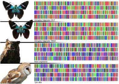 DNA barcodes identify all living things (taken from boomersinfokiosk.blogspot.com via Bing Images).