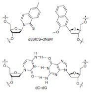 Structure and paired orientation of the unnatural X-Y base pair compared to natural C-G base pairing (taken from Romesberg and coworkers Nature 2014).
