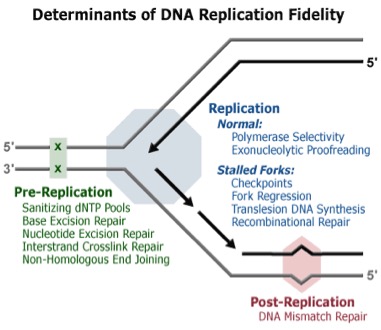 Mechanisms involved in DNA replication: pre-replication, replication and post-replication. Taken from DNA Replication Fidelity Group via Google Images.