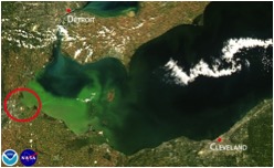 Satellite image of 2013 intense bloom concentrated in the western basin of Lake Erie. (MODIS/NASA, processed by NOAA/NOS/NCCOS)