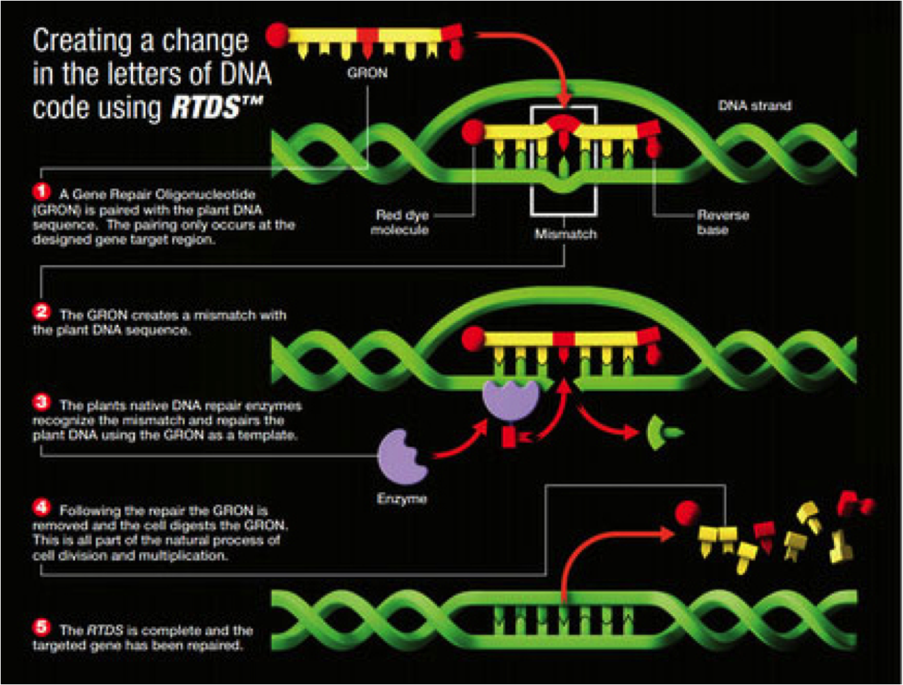 http://www.cibus.com/pdfs/RtdsSketch1_LoRes.pdf