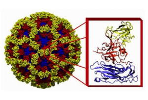 X-Ray structure of the NoV capsid, with the inset showing details of the structure of the protein subunits (RNA is inside, not shown). The different colors represent different regions of the capsid protein. Taken from bcm.edu.