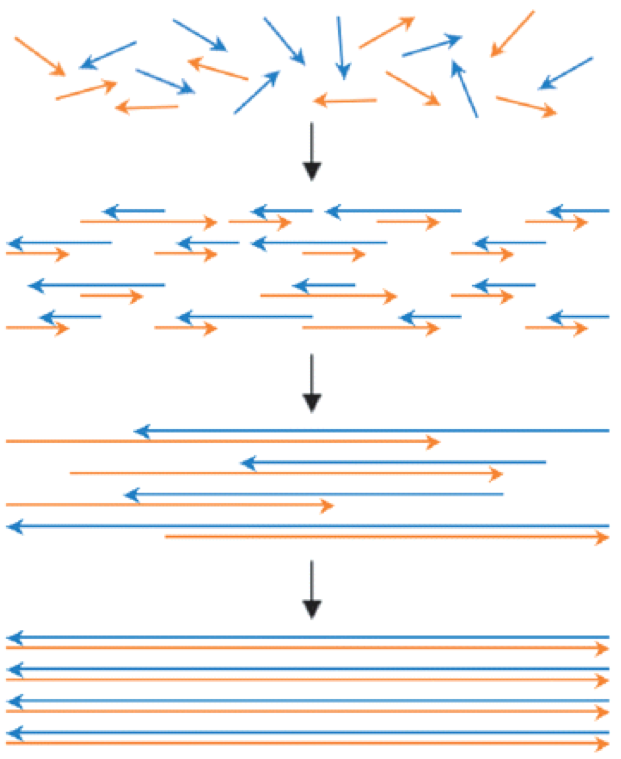 Gene synthesis by polymerase construction and amplification (PCA) wherein multiple rounds of oligo annealing and extension generate successively longer DNA assemblies from a starting pool of construction oligos, typically <50-mers. The pool of heterogeneous DNA products is enriched for the full-length species by amplification in a separate subsequent reaction, or in the same reaction by including amplifying primers in the reaction mixture. Taken from Jacobson and coworkers NAR (2007).