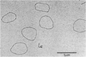 Electron micrograph of ~3,000-nt circular 20S RNA from yeast. Taken from Matsumoto et al. (1990) PNAS. 