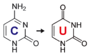 Taken from zymoresearch.com