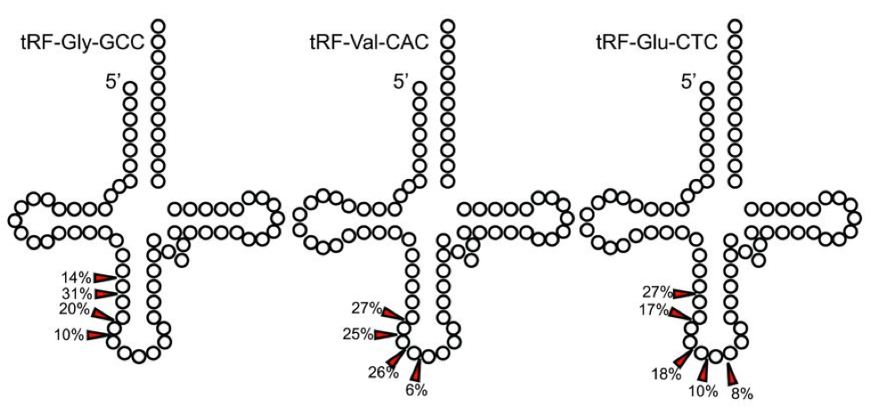 Arrows indicate ~30- to 34-nt 5′ tRFs. Taken Upasna Sharma et al. Science (2016)