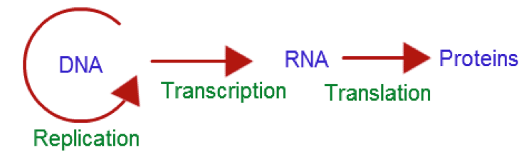 The Central Dogma. Taken from biology.tutorvista.com