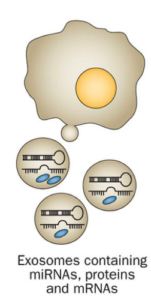 exosomes
