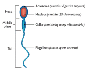 Human sperm. Taken from leavingbio.net