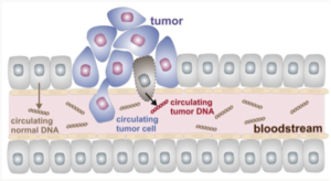 Taken from sysmex-inostics.com 