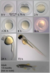Zebrafish life cycle. Taken from en.wikipedia.com.