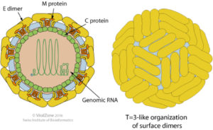 ZIKV capsid structure. Taken from viralzone.expasy.org with permission from SIB Swiss Institute of Bioinformatics, ViralZone
