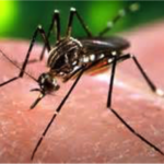 Aedes aegypti mosquito. Taken from wcvb.com