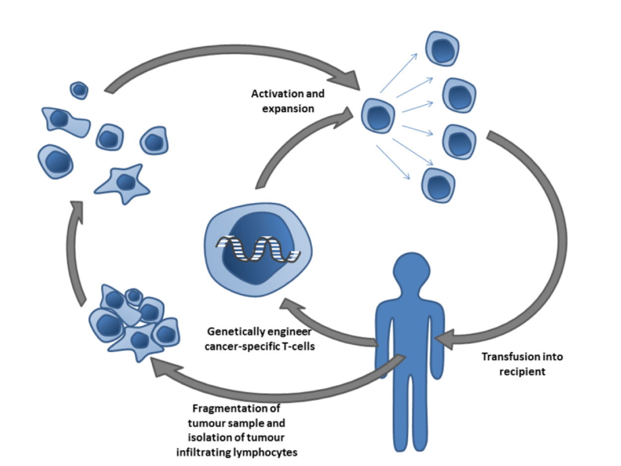 Cancer specific T-cells can be obtained by fragmentation and isolation of tumor infiltrating lymphocytes, or by genetically engineering cells from peripheral blood. The cells are activated and grown prior to transfusion into the recipient (tumor bearer). Taken from Wikipedia.org
