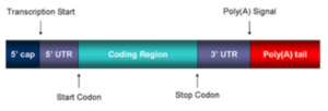 Mature mRNA structure. Taken from commons.wikimedia.org and free to use. 