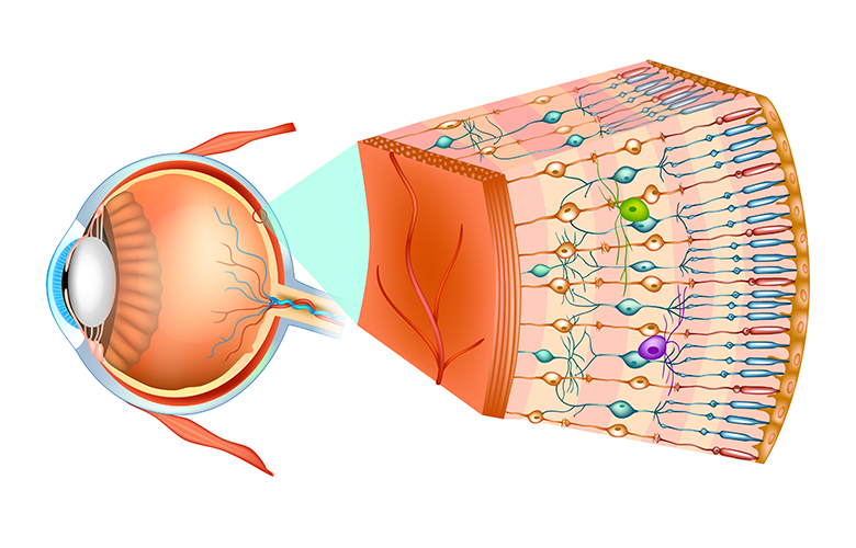 Figure 1: Structure of the human eye and organization of the retina.