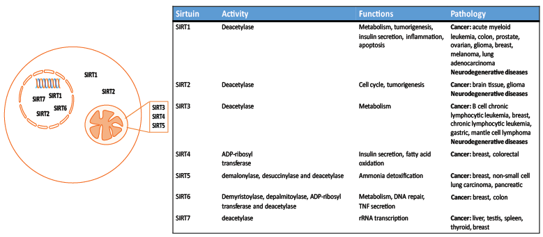 Cellular distribution of sirtuin proteins and previously associated identified functions and pathologies