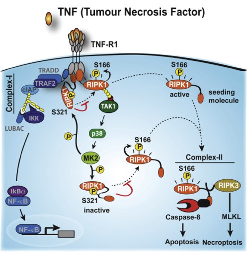 MK2 directly phosphorylates RIPK1 at residue S321, suppressing the cytotoxic potential of RIPK1 and acting as a checkpoint within the TNF signaling pathway