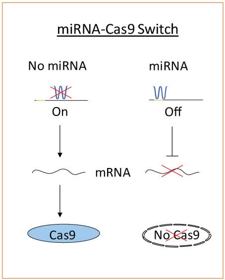Representation of the miRNA-Cas9 switch