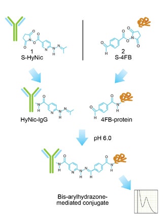 The Chromalink Technology provides everything you need for convenient, quantifiable, antibody or protein biotinylation