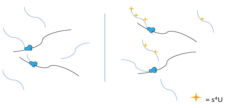 Schema for Timelapse-seq s4U labels new transcripts
