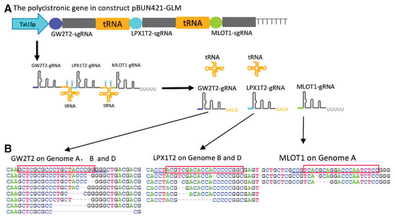 CRISPR-Cas9-based multiplex editing in hexaploid