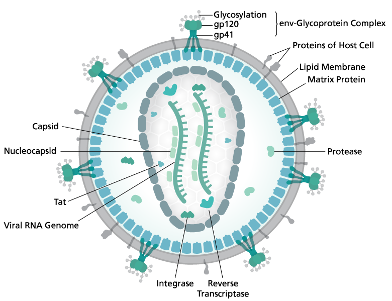 Components of the HIV-! Virus