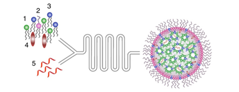 Schematic illustration of lipid nanoparticles (LNPs) preparation. A microfluidic based mixing of lipids, helper lipid DSPC