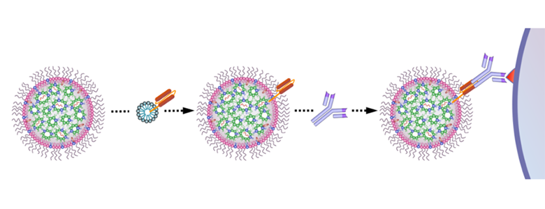  Schematic illustration of the introduction of targeting moiety to mmRNA loaded LNPs. LNPs are mixed with ASSET micelles and coated with Rat IgG2a primary mAb