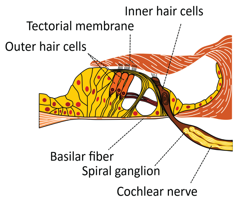  Section through the organ of Corti, showing inner and outer hair cells