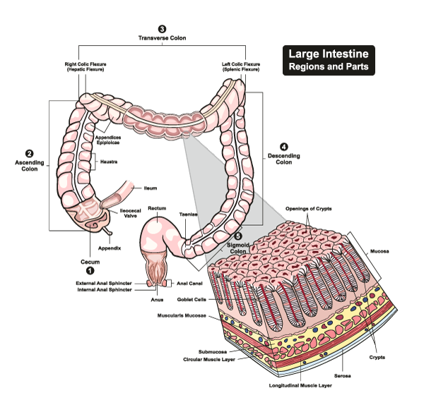 Illustration Large Intestine