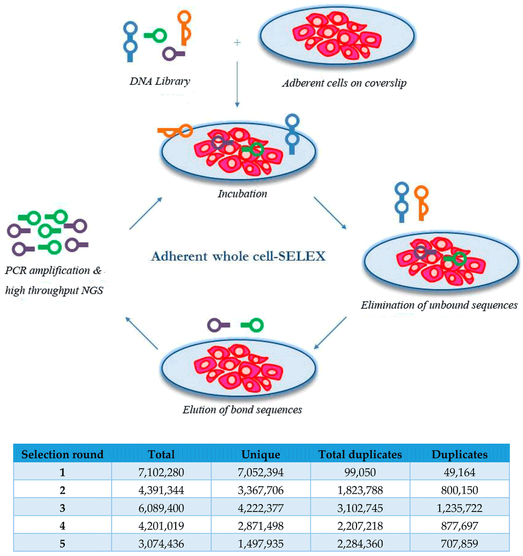 aptamer selection