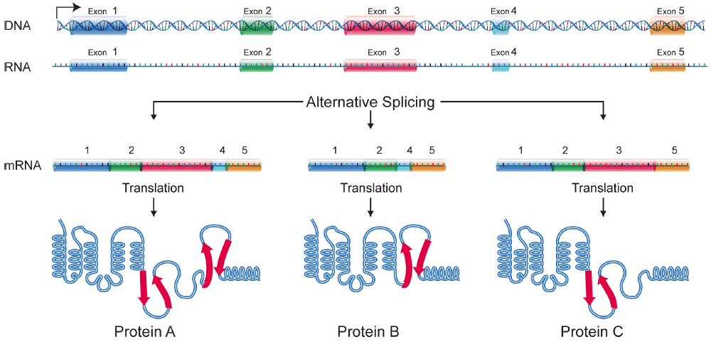 Alternative splicing