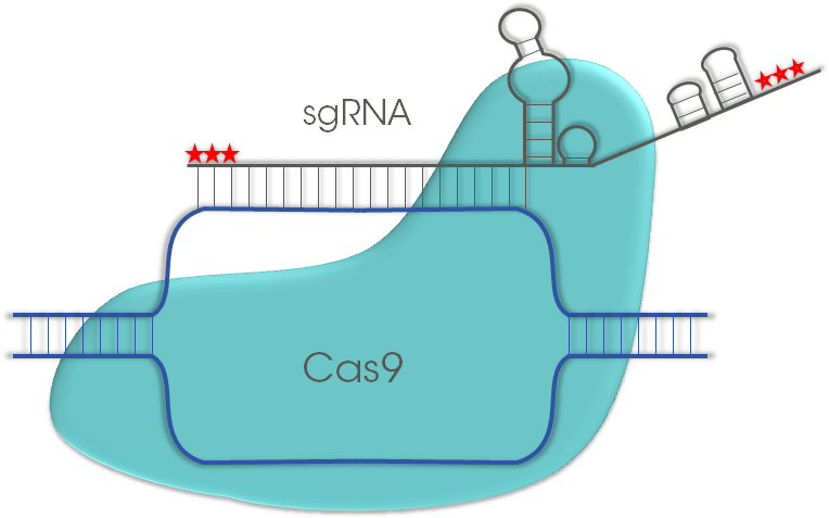 Representative image of modified sgRNA