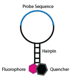 Representation of the original molecular beacon design