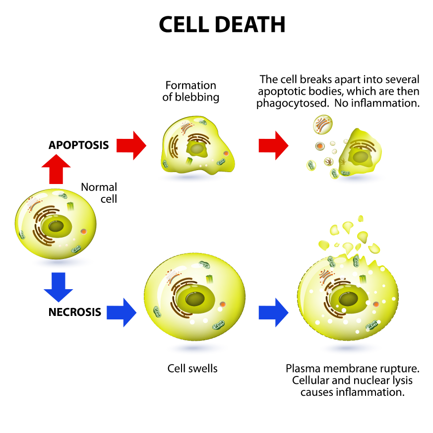 Cell Death 